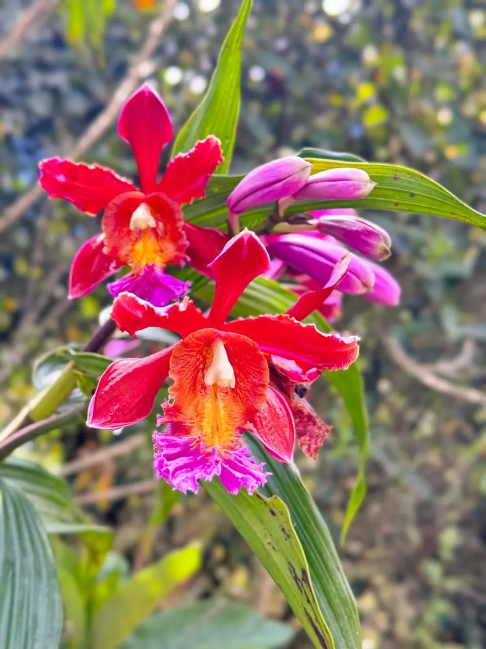 Orchid on Inca Trail | Qoricancha Expeditions
