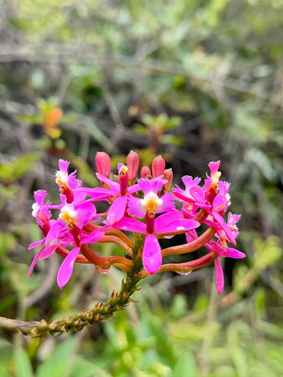 Wakanki: The Most Common Orchid | Qoricancha Expeditions