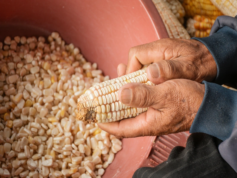  Peruvian Andean Maize | Qoricancha Expeditions