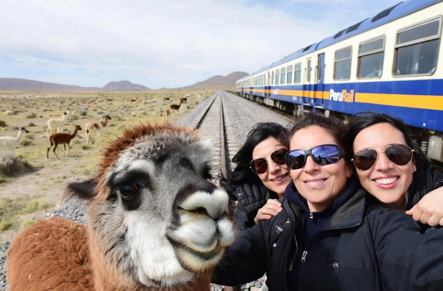Selfie Alpaca | Qoricancha Expeditions