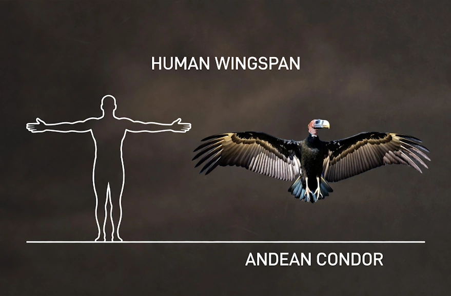 Anden condor Wingspan | Qoricancha Expeditions