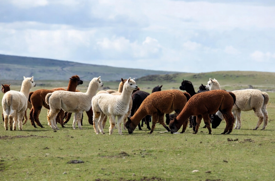 Camelids in their habitat| Qoricancha Expeditions