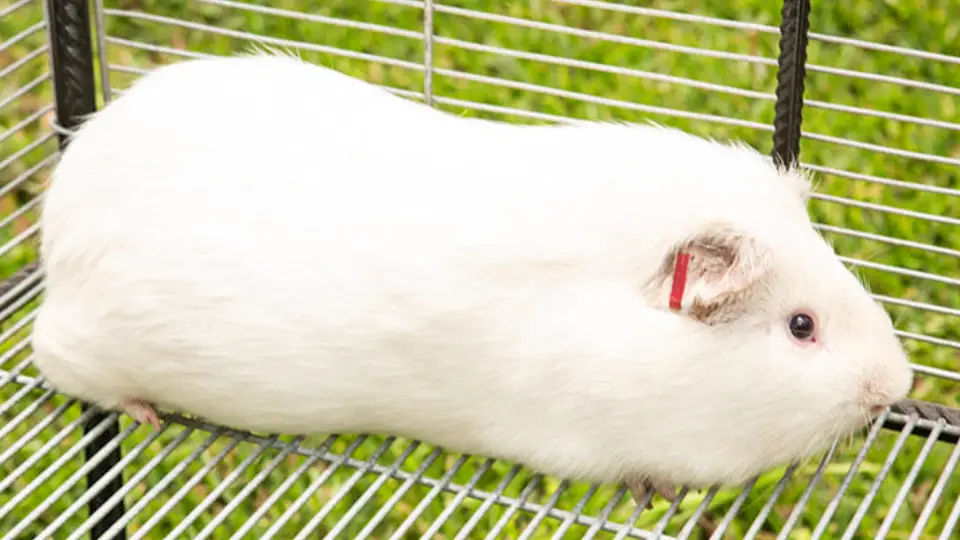 andean guinea pig