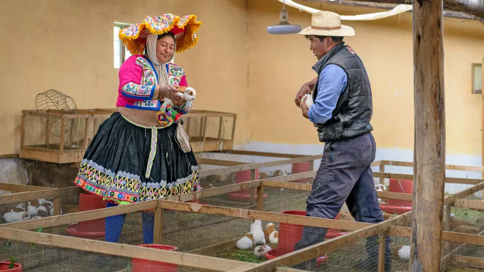  guinea pig in the Andean communities