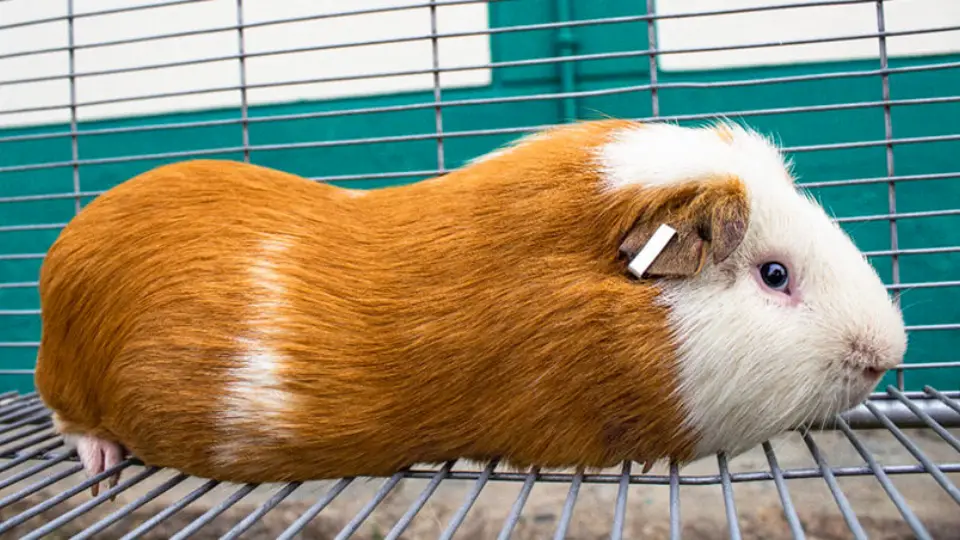  guinea pig kuri