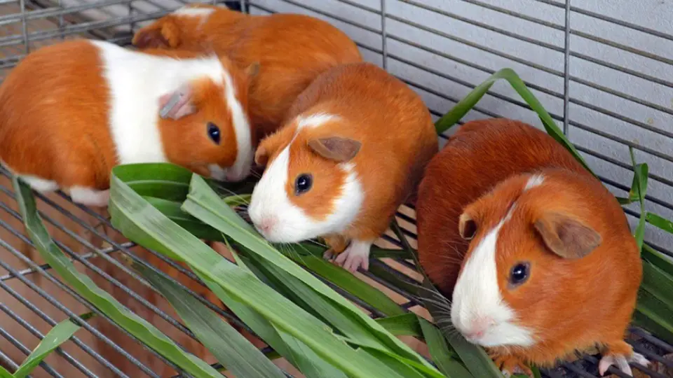 origin of the guinea pig