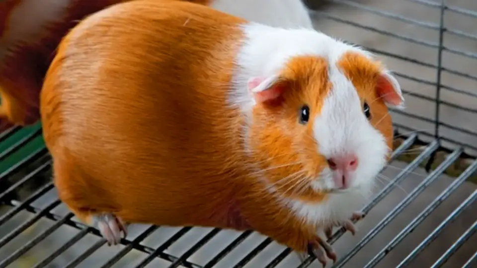 Cuy peruano | Qoricanchaexpedition