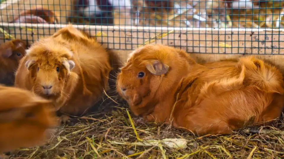 Abisinia breed guinea pig