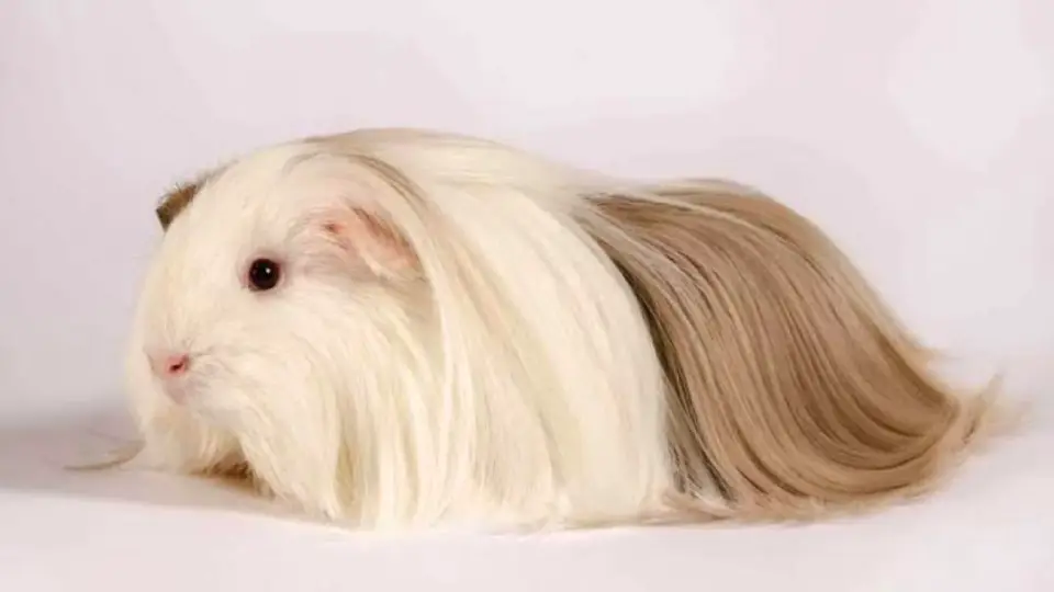 Silkie breed guinea pig