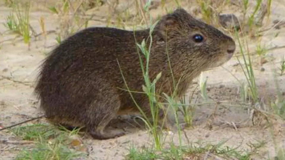 Poronccoy wild guinea pig