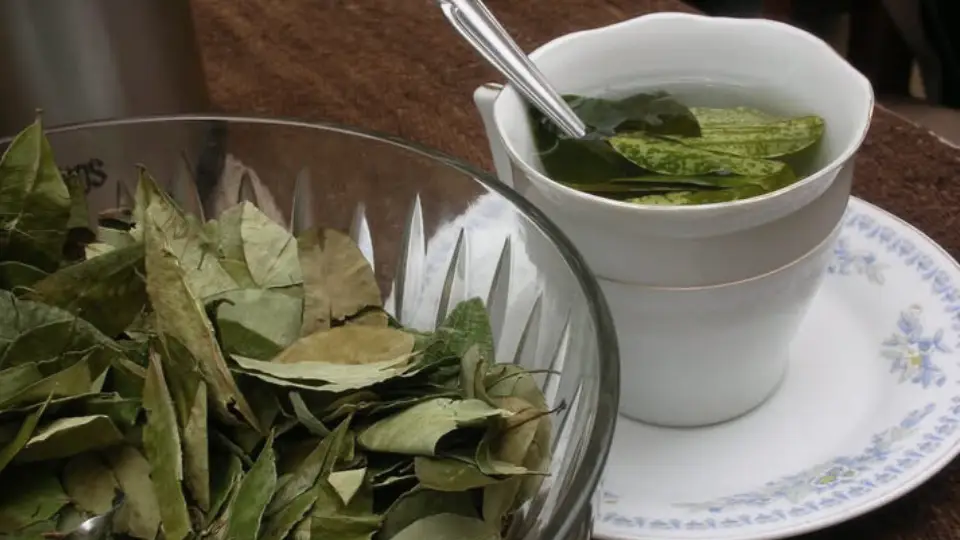 coca leaf tea