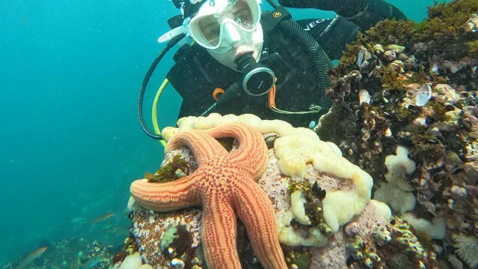 Bucea y disfruta del mar en Paracas