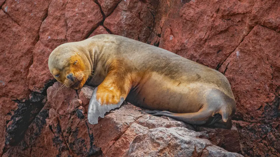 Fauna silvestre en Isla Ballestas Ica