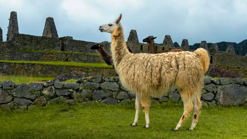 llamas en Machu Picchu