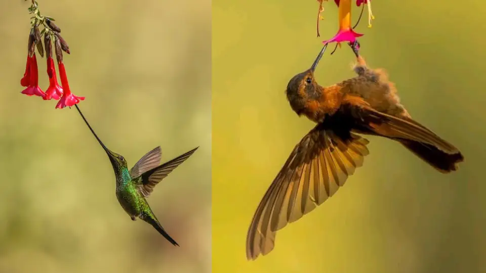 Colibríes en el santuario 