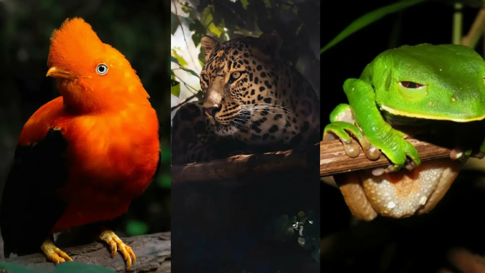 Animales de la selva peruana