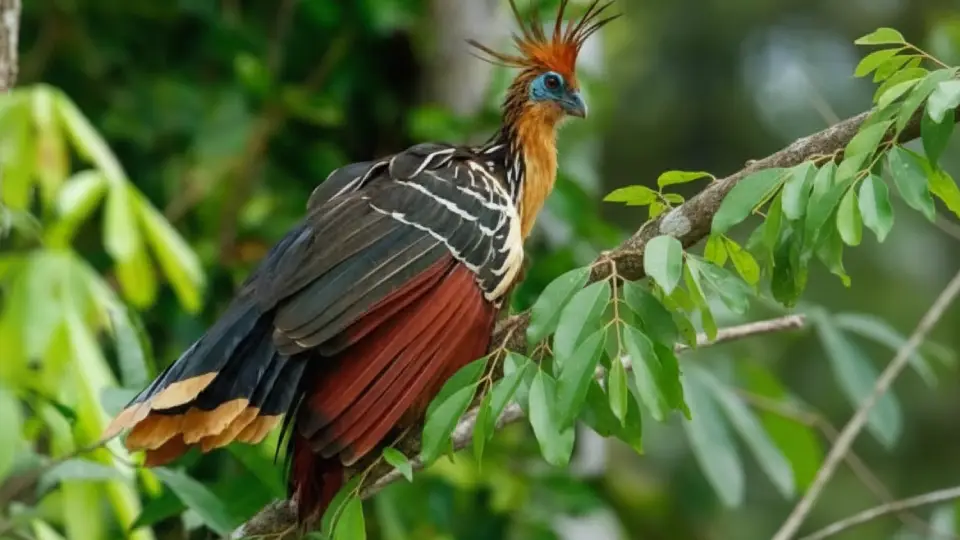 ave Faisán, hoatzin sobre una rama de arbol