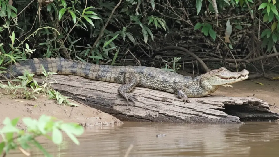 caimán blanco, animal de la selva peruana descansando sobre un tronco