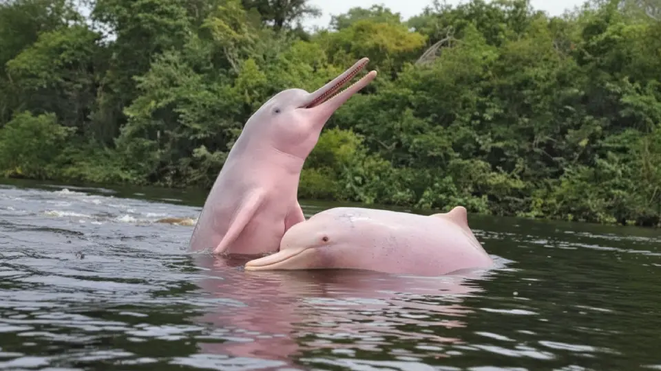 Delfín rosado jugando en las aguas del amazonas