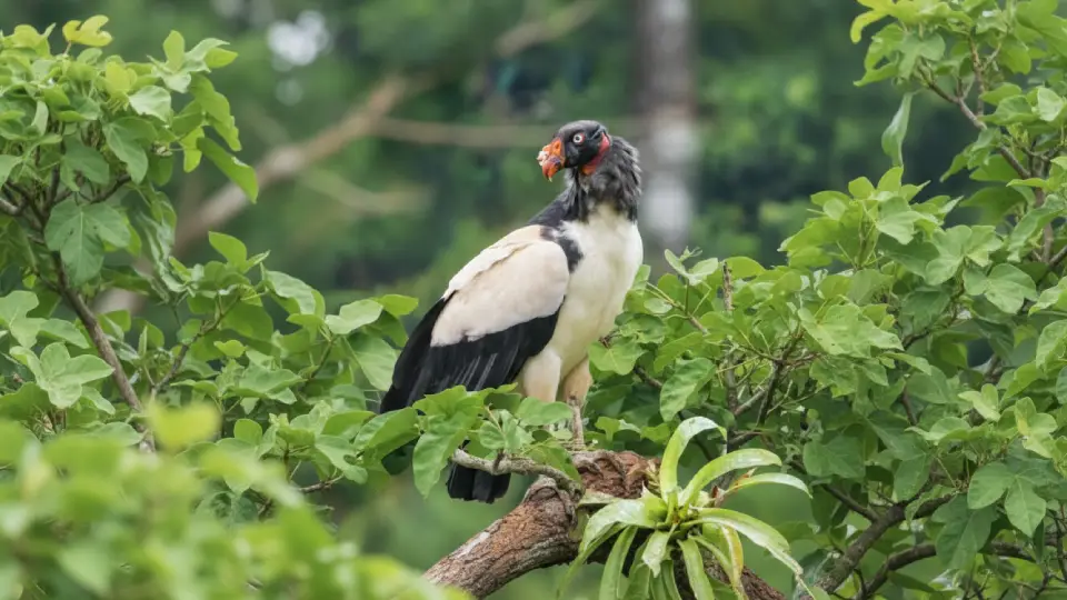 Imagen de gallinazo de la selva sobre una rama de árbol