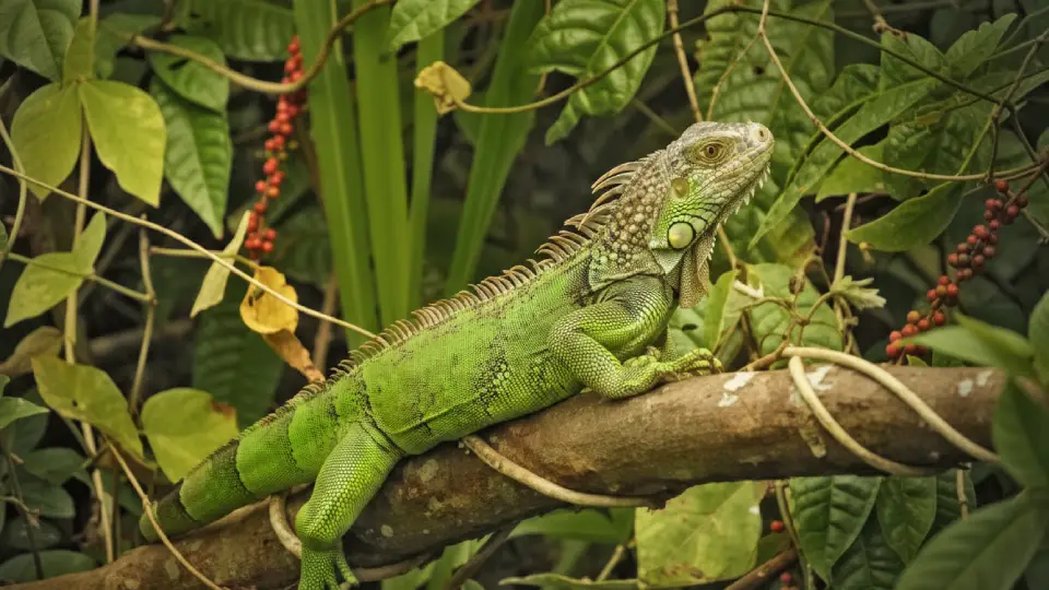 iguana verde tomando sol sobre una rama