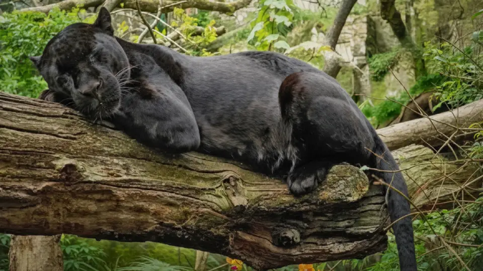 Imponente Jaguar negro descansando - animal de la selva peruana