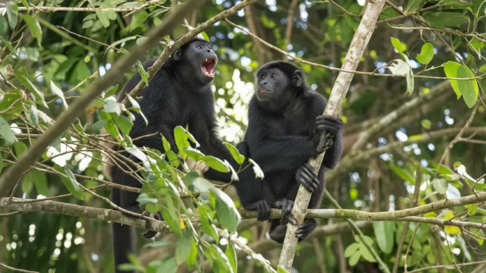 Mono aullador en la copa de un árbol en la selva peruana
