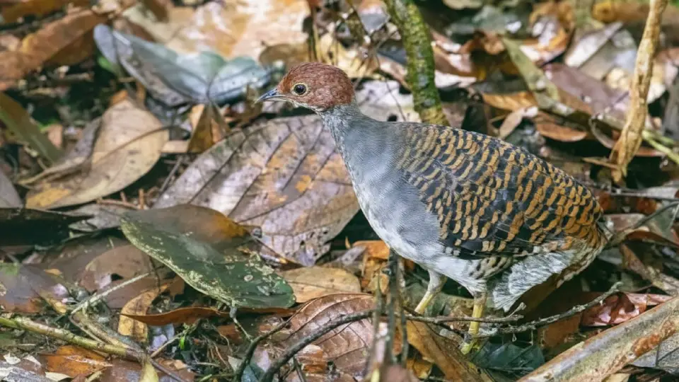 perdiz barrada buscando comida en la selva