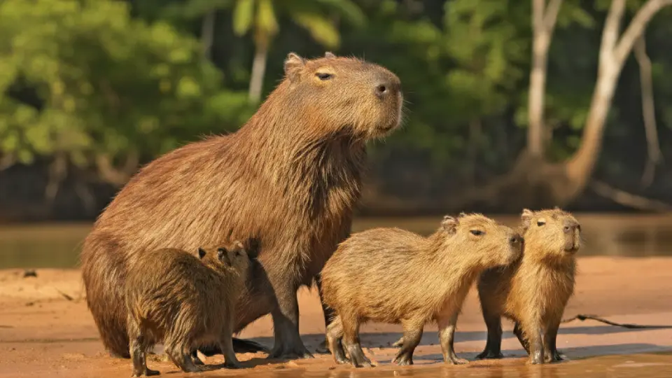 Capibara o ronsoco - animales de la selva peruana