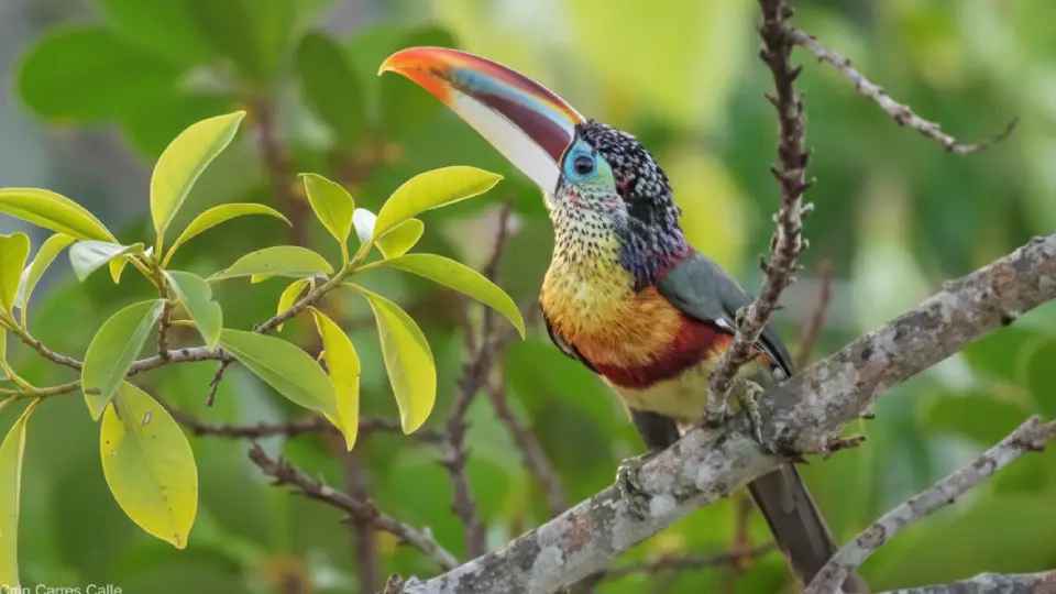 Tucán encrespado sobre una rama en la selva