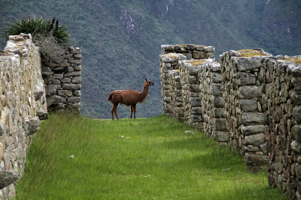 Cover of Understanding Cusco Altitude and Machu Picchu Altitude
