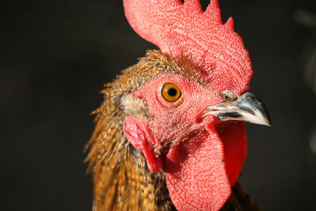 Cover of Explorando la Historia y las Conclusiones del Pollo de Latón