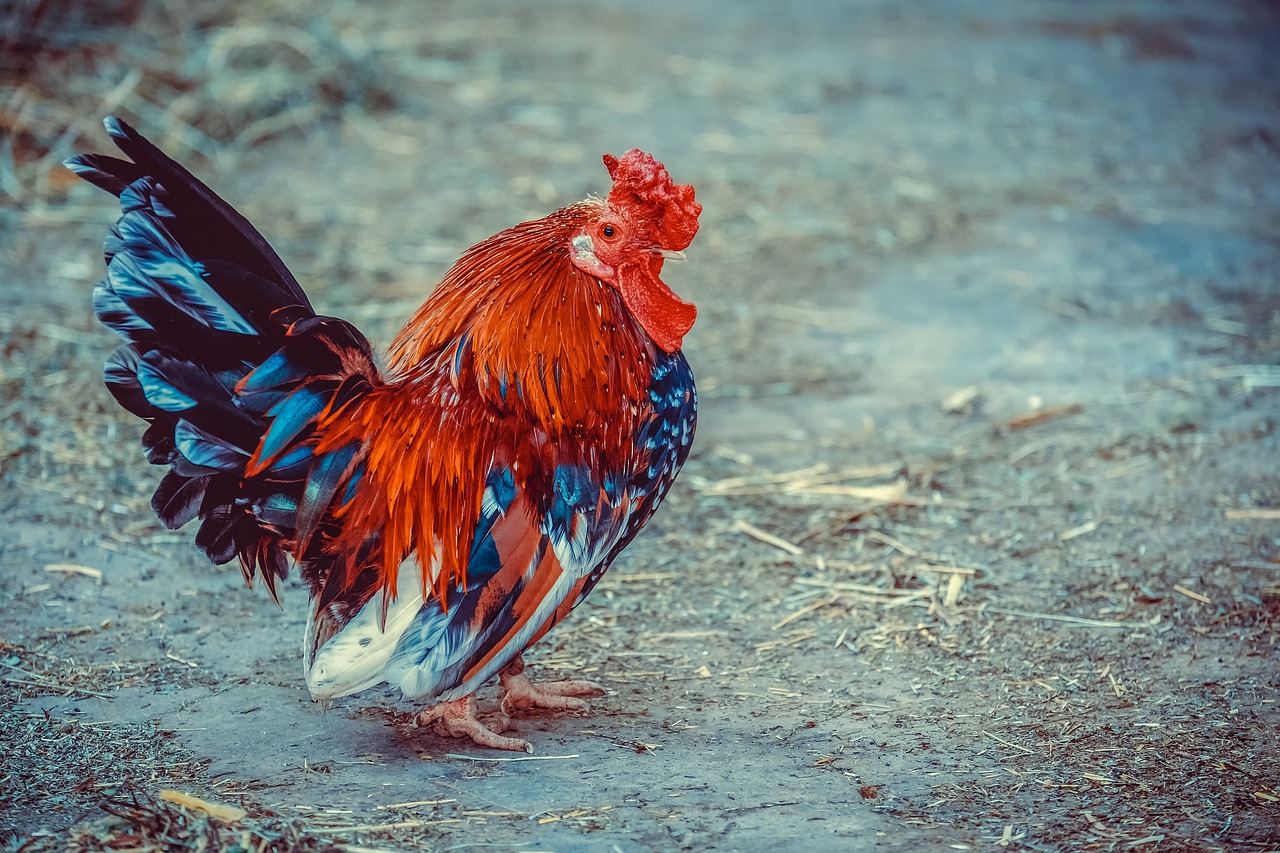 Thumbnail of Explorando la Historia y las Conclusiones del Pollo de Latón