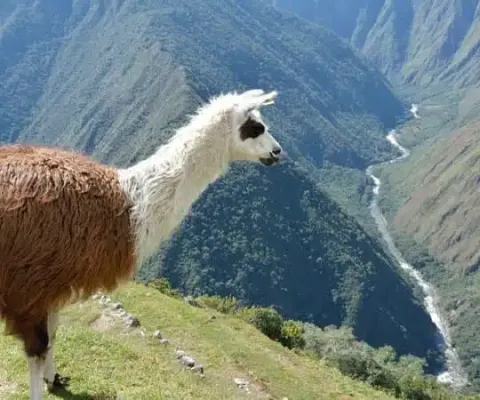 Photo at the top of MachuPicchu | Qoricancha Expeditions