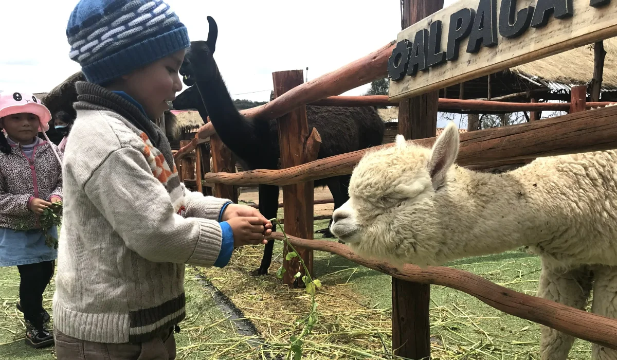 Alpaca farm in the Sacred Valley with tourists feeding alpacas
