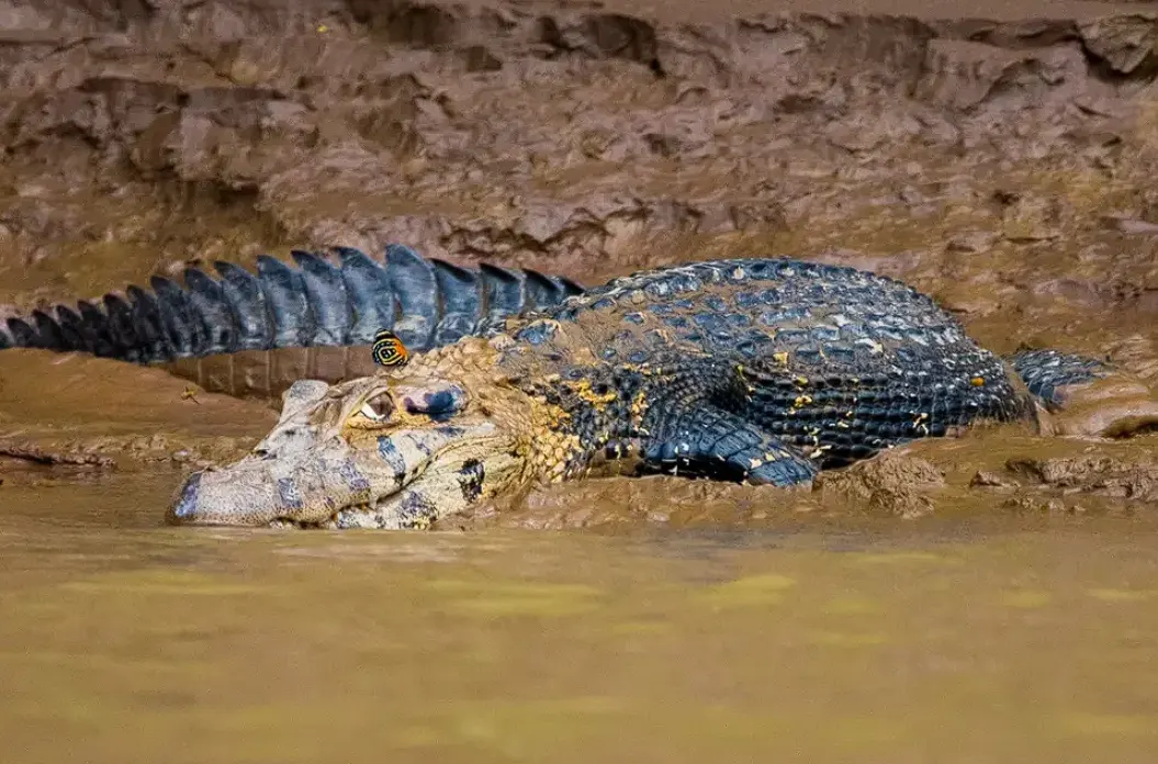 Black Caimans