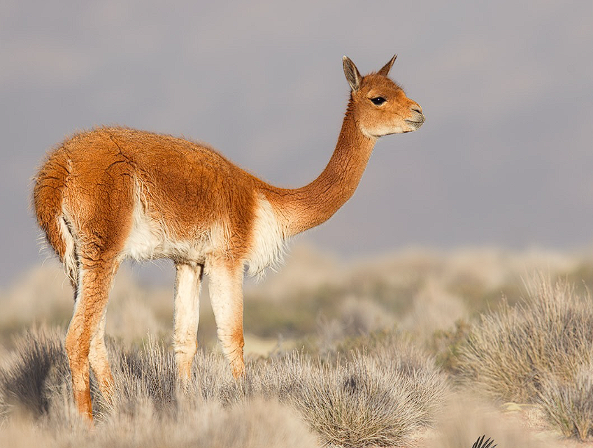 Vicuña in Peru