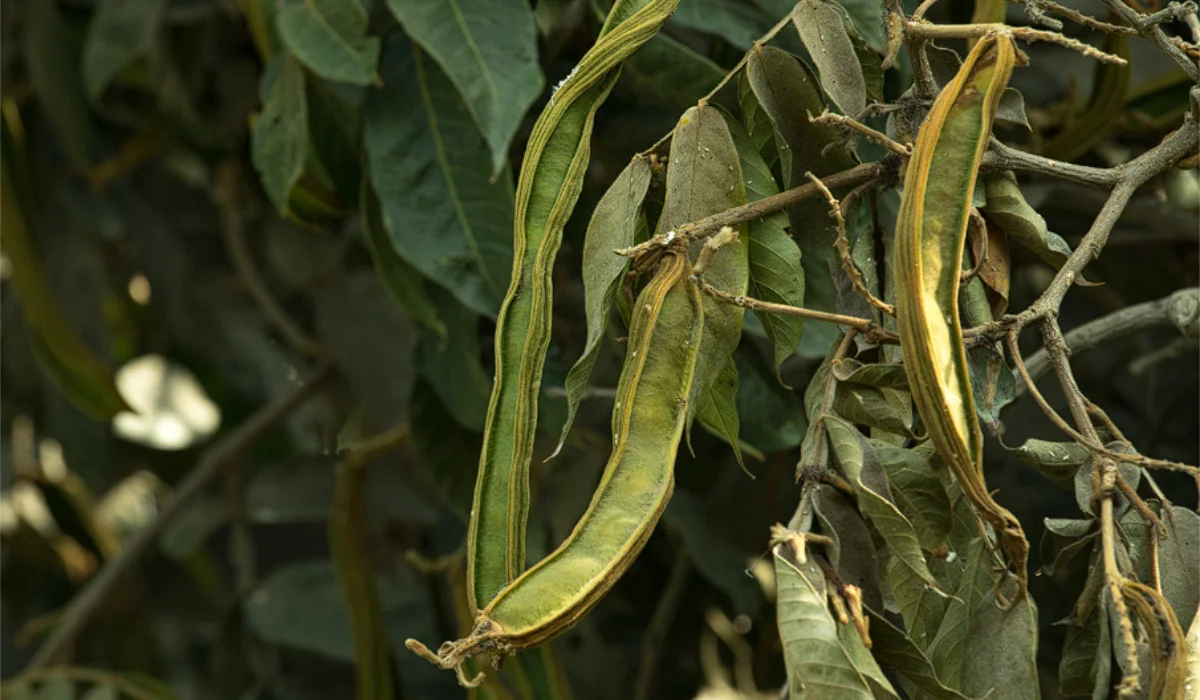Carob Tree or Pacay and Its Fruits on the Coast of Peru