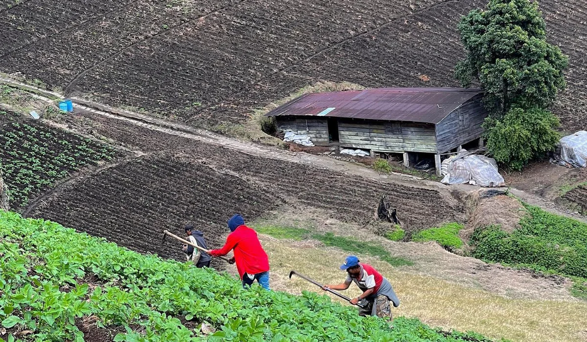 Climate in Peruvian Inca Agriculture