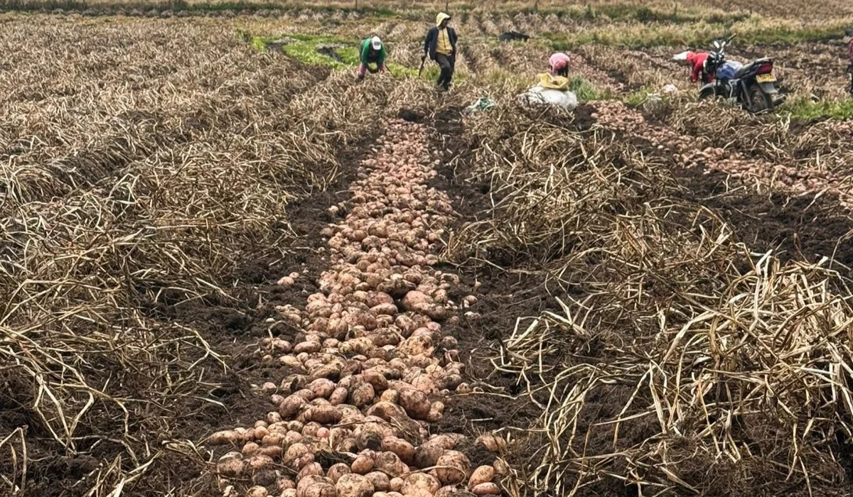 crops grown by the Incas: potatoes