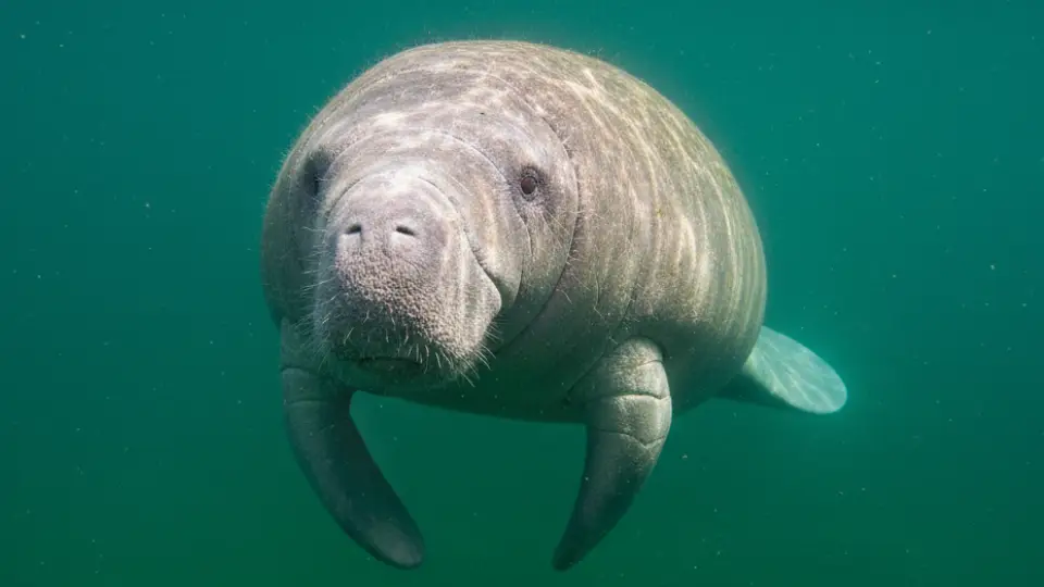 Manatí en el rio amazonas - animales de la selva peruana