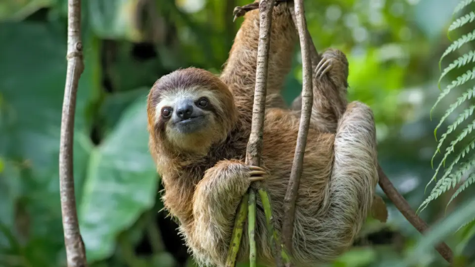 Perezoso de tres dedos - animales de la selva peruana