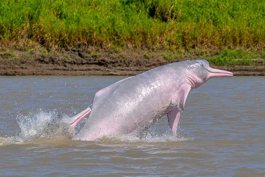 Pink River Dolphin