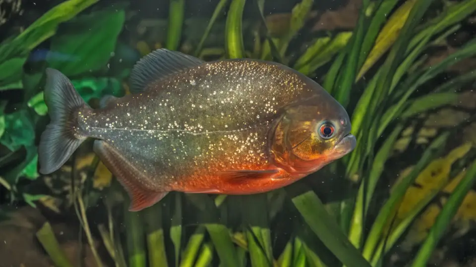 Piraña en un acuífero