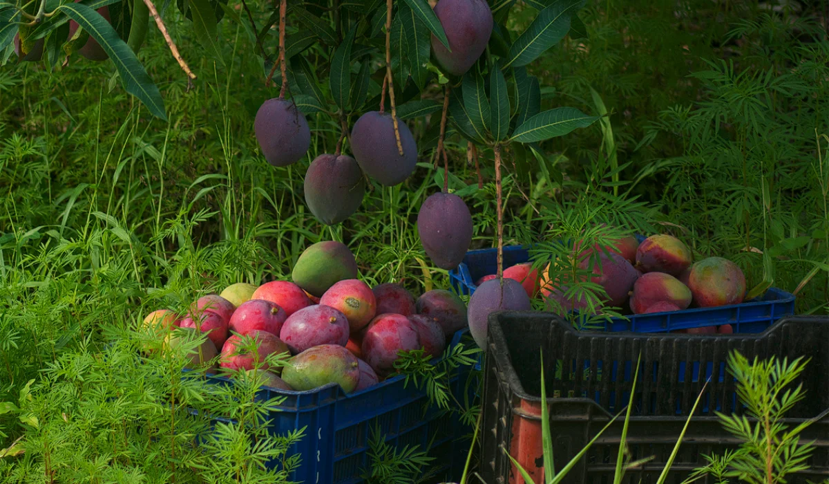 Piura Mango