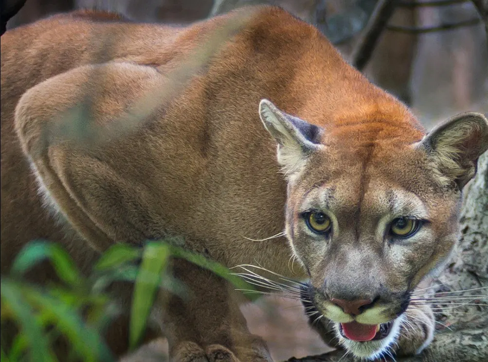 Puma in Peru