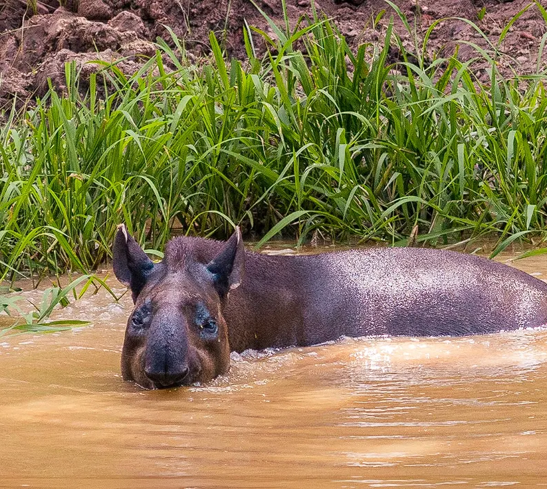 tapir in peru