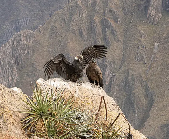 the andean condor in peru