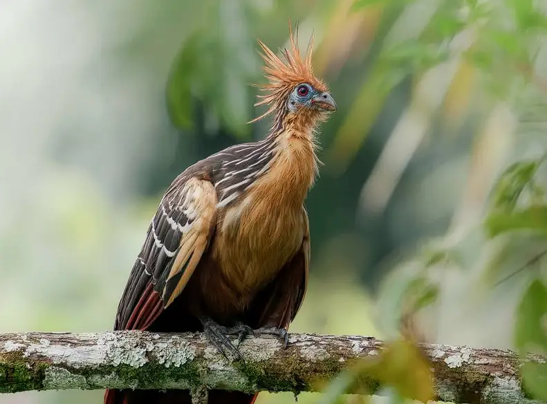 The Hoatzin