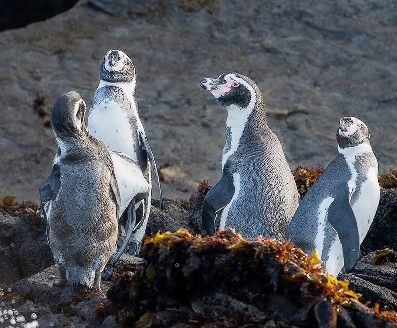 The Humboldt Penguin